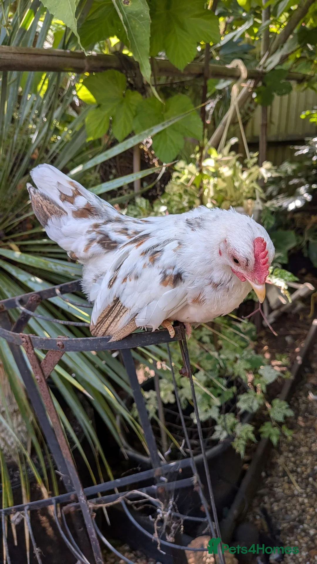 Chickens poultry for sale: Malaysian Serama Cockerel Millefleur Youngster - Advert 2