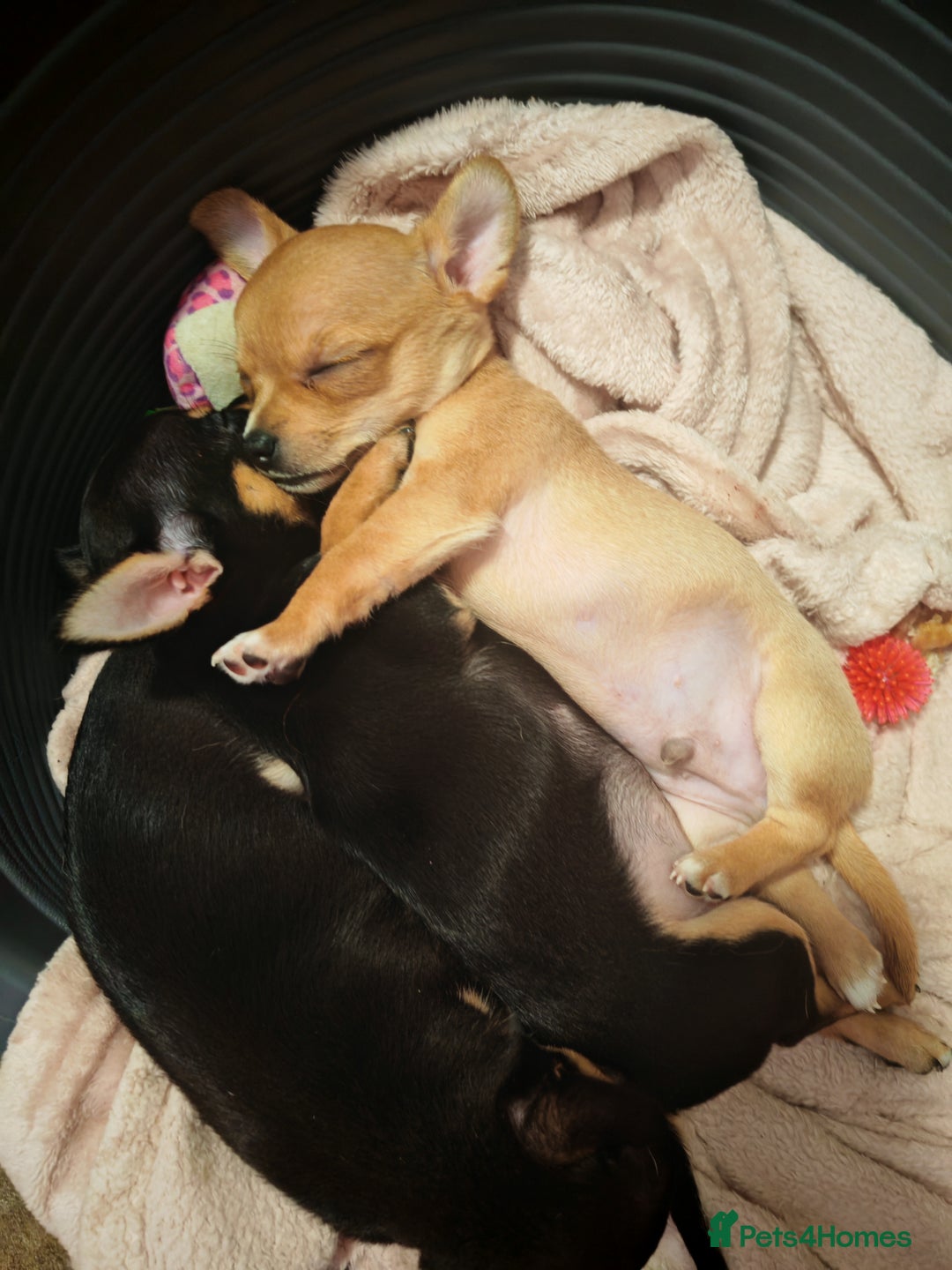 Chihuahua dogs for sale: Tiny chihuahua's  - Image 2