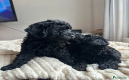 Poochon dogs for sale: Beautiful Poochon pups ❤️ - Image 6