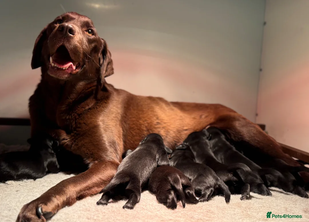 Labrador Retriever dogs for sale: Beautiful Soft Natured Black Labradors KC Reg - Advert 1