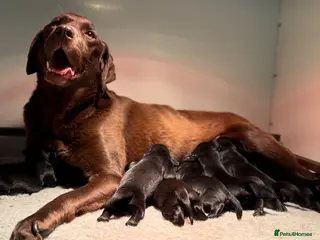 Labrador Retriever dogs for sale: Beautiful Soft Natured Black Labradors KC Reg - Advert 2