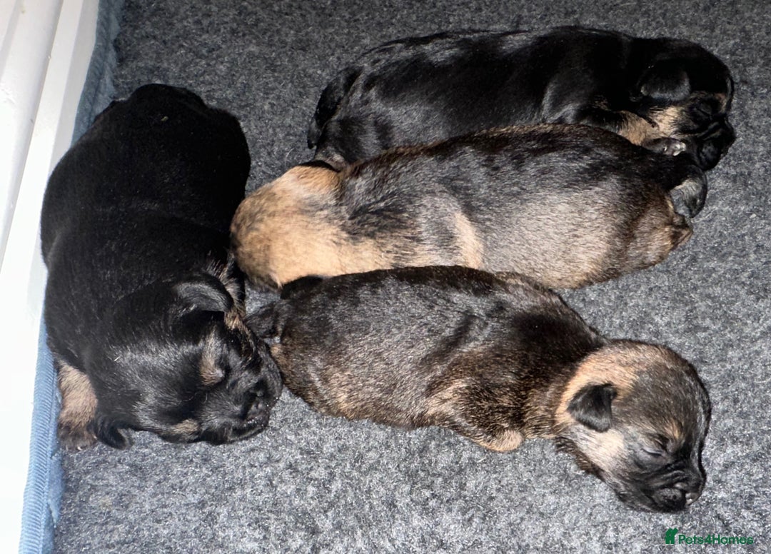 Border Terrier dogs for sale: Stunning SLEM clear KC reg blue and tan bitch pup - Image 13