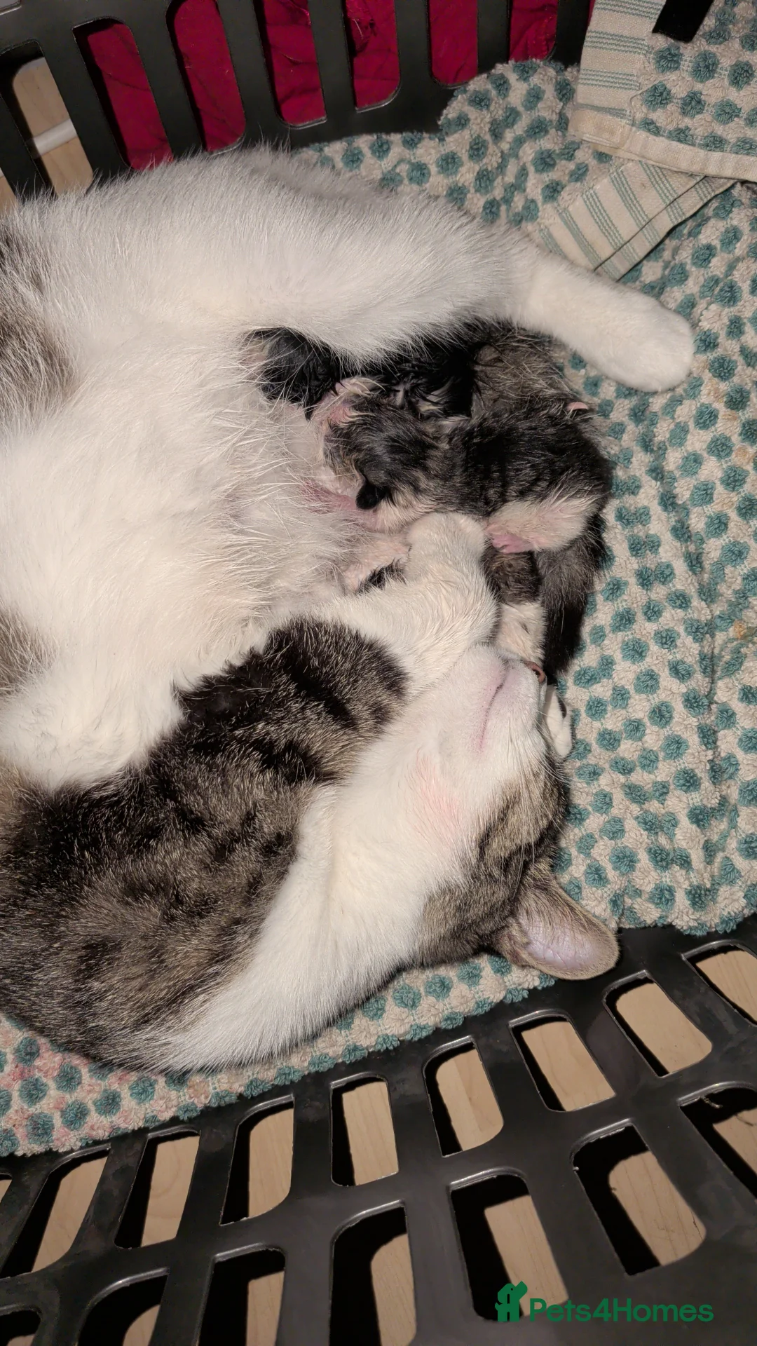 British Shorthair cats for sale: 8 week old kittens ready  - Advert 2