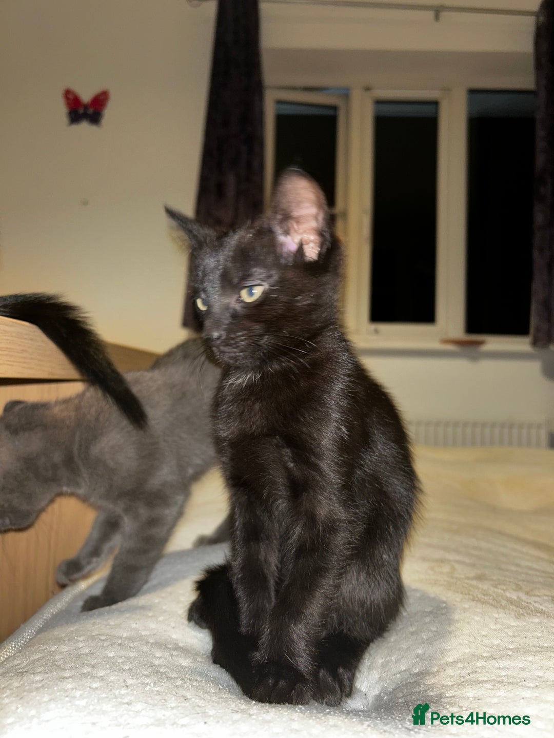 British Shorthair cats for sale: Mother of 2 Kittens Available to buy - Advert 22