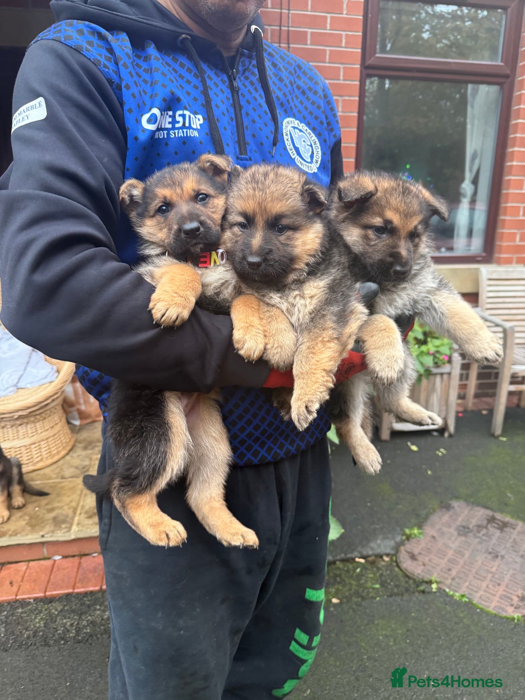 German Shepherd dogs for sale: Part of our love family ❤️ - Advert 1