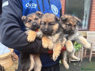 German Shepherd dogs Part of our love family ❤️ - Advert 19