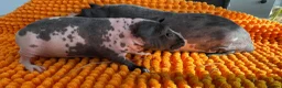 Guinea Pig rodents for sale: Bonded Skinny Boars  - Advert 4