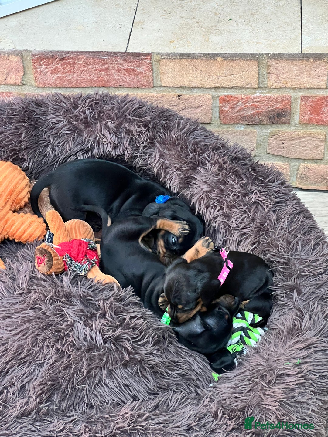 Dachshund dogs for sale: Standard Dachshund puppies for sale - Image 14