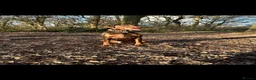 Dobermann dogs for stud: Doberman STUD available  - Advert 5