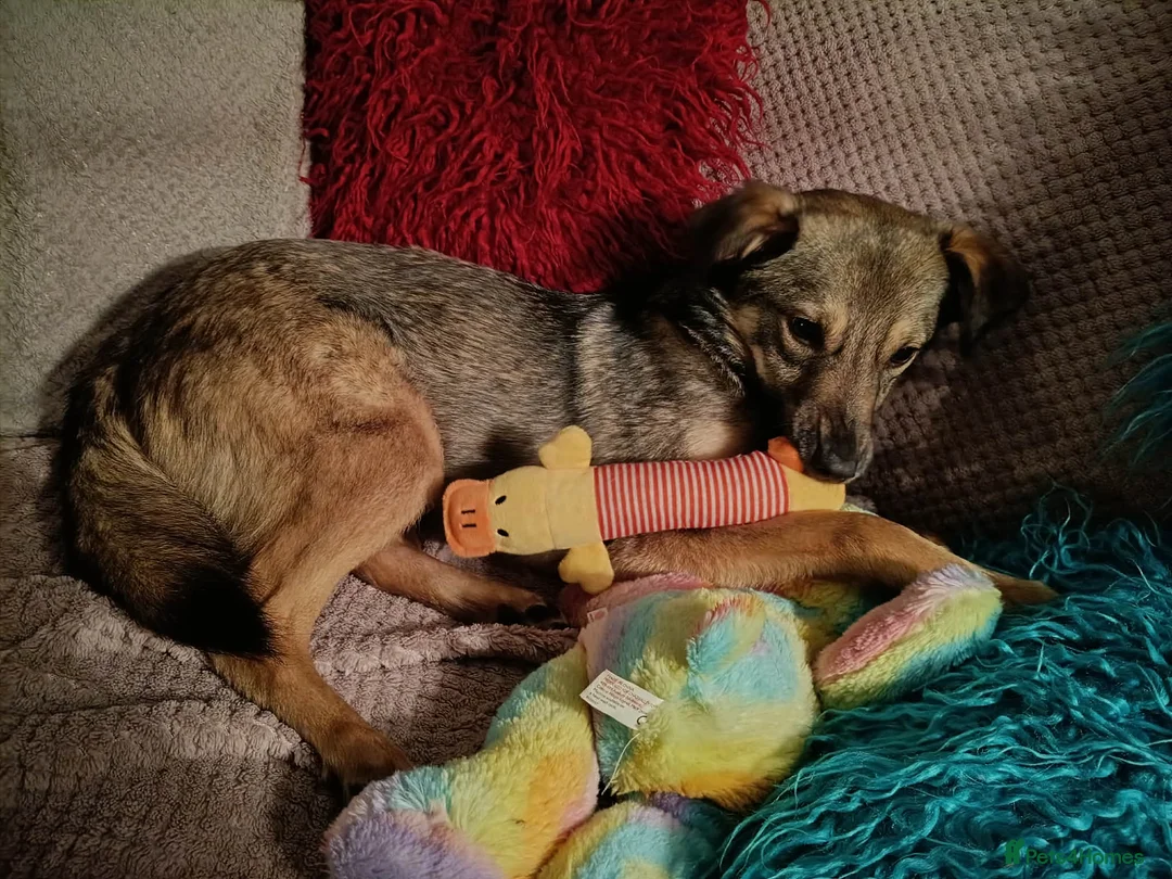 Mixed Breed dogs for adoption: Margot for adoption - Advert 6