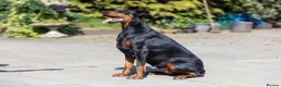 Dobermann dogs for sale: Outstanding KC Reg Dobermann Pups Rust and Black  - Advert 6