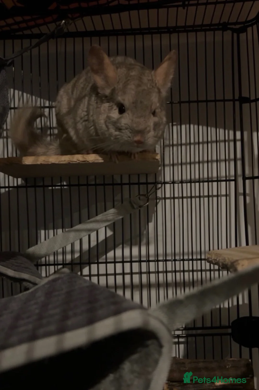 Chinchilla rodents for sale: Two Male Chinchillas Seeking Separate Homes in Royston - Advert 6