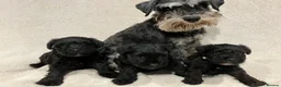 Miniature Schnauzer dogs for sale: Two Black Male Miniature Schnauzer puppies - Advert 1