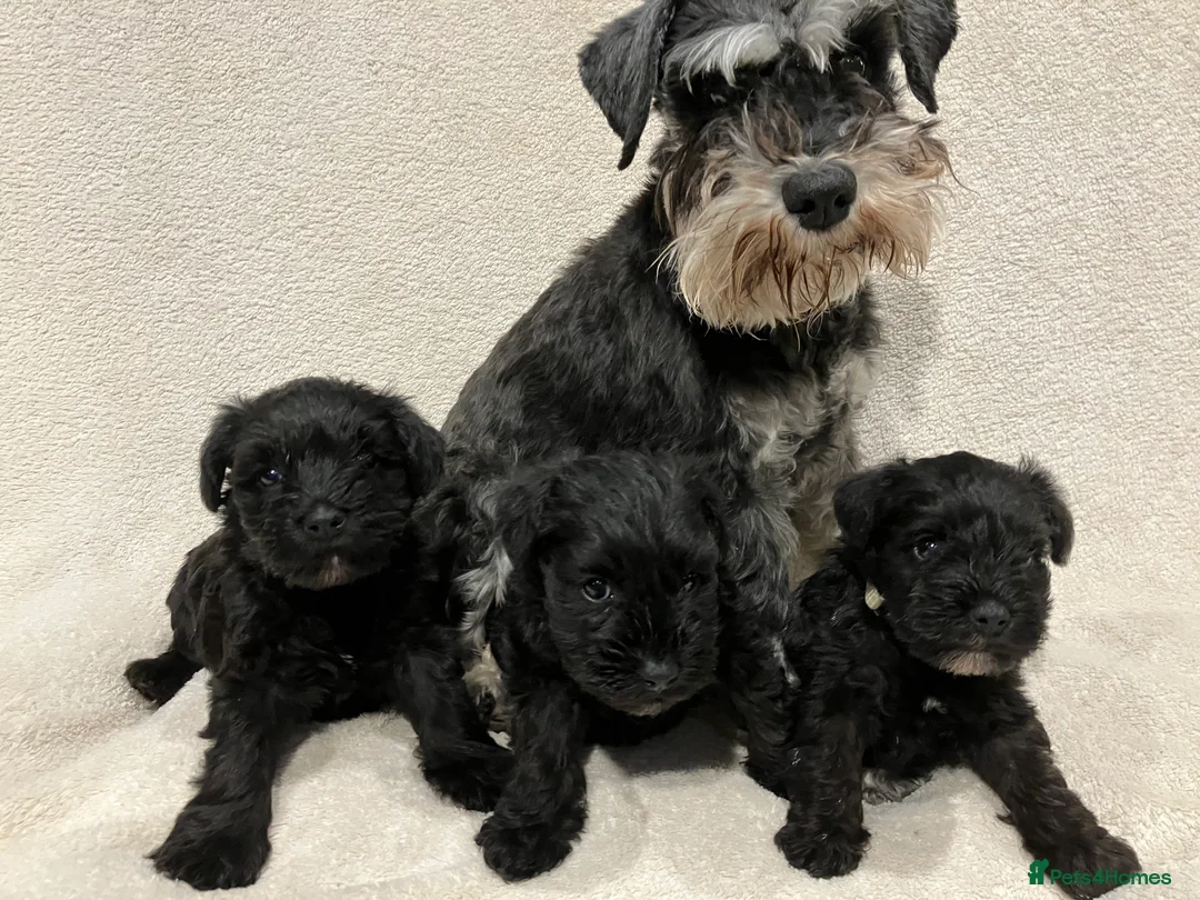 Miniature Schnauzer dogs for sale: Two Black Male Miniature Schnauzer puppies - Advert 1