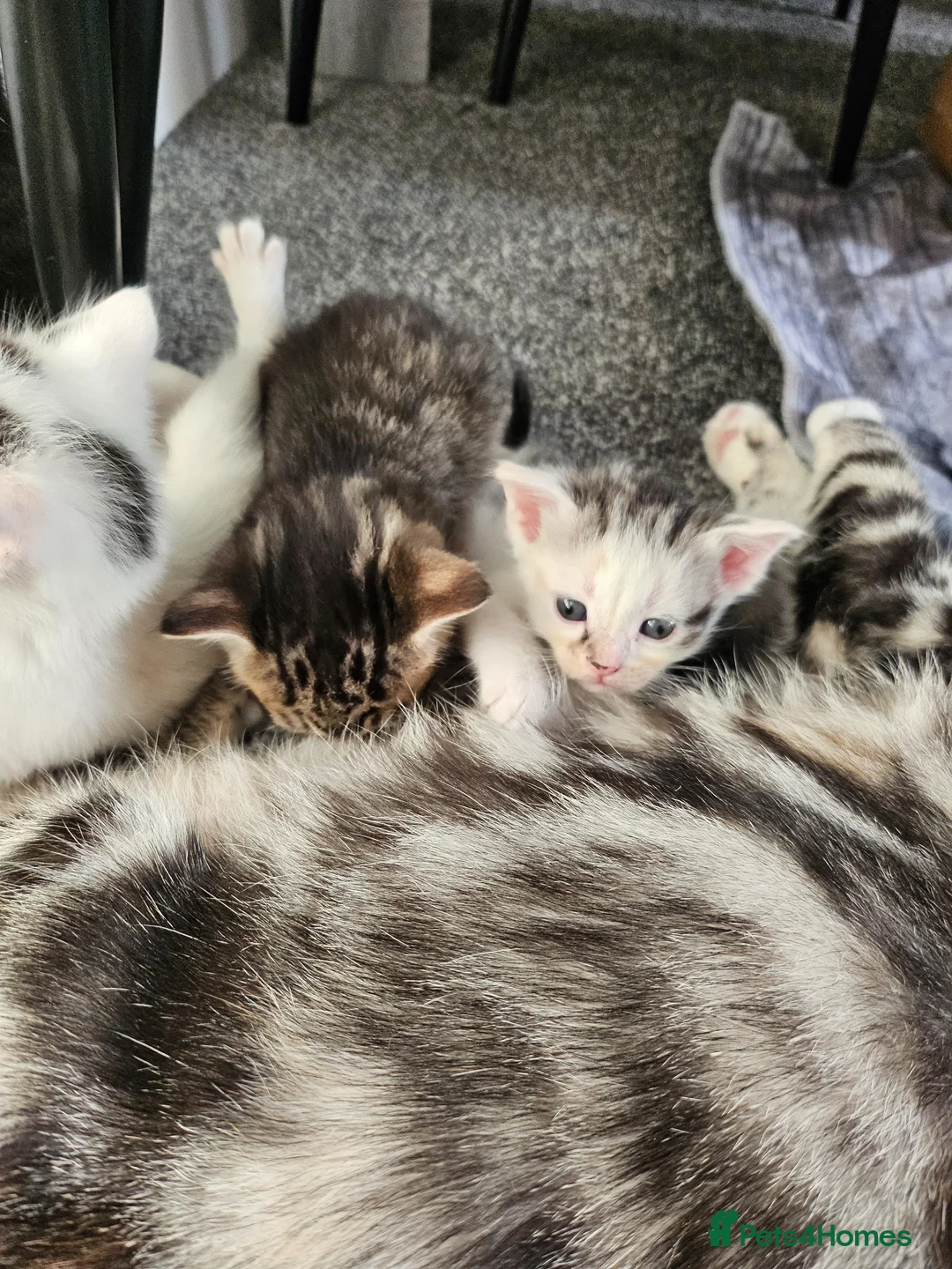 Mixed Breed cats for sale: Georgous kittens ready this week  - Advert 2