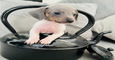 Miniature Dachshund dogs - Advert 6