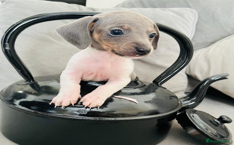 Miniature Dachshund dogs - Advert 15