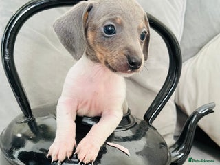 Miniature Dachshund dogs - Advert 5