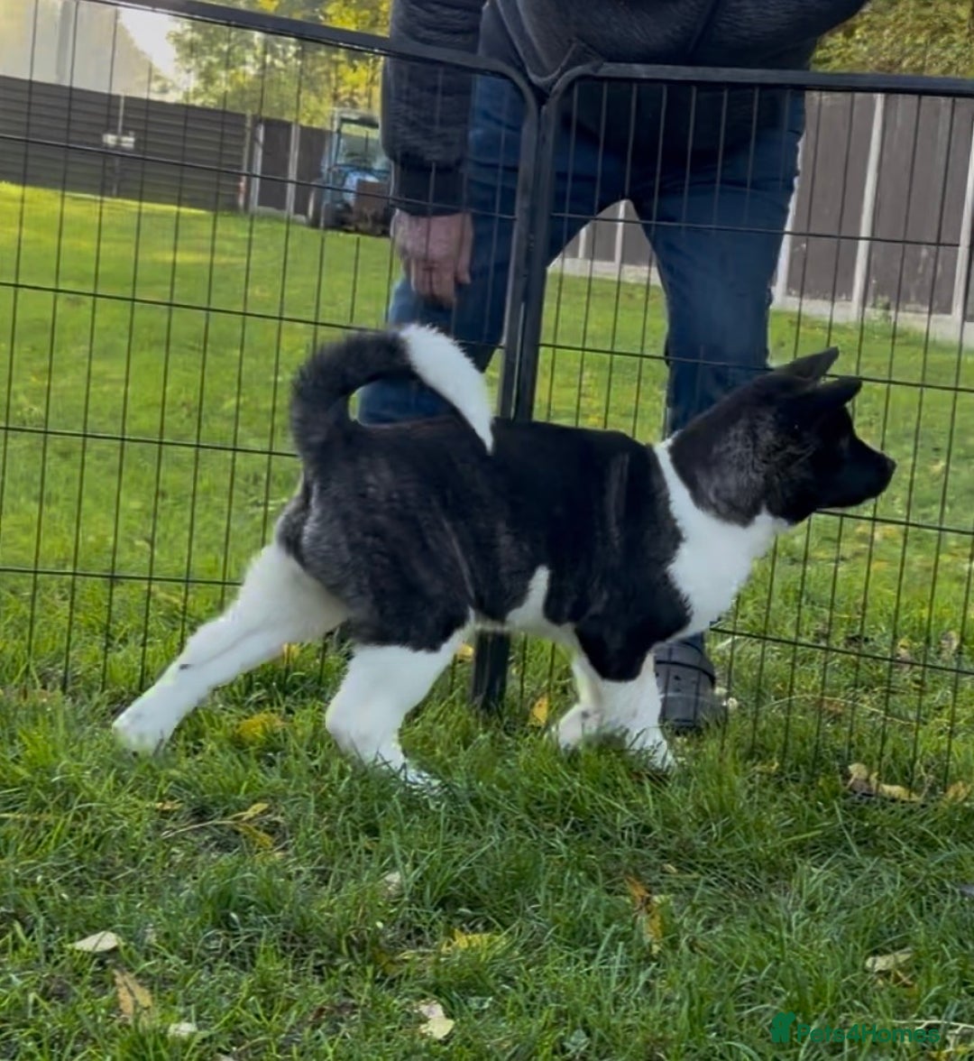Akita dogs for sale: Quality KC Registered American Akita Puppies - Advert 29