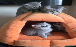 Persian cats for sale: 6 Beautiful Persians.  - Image 4