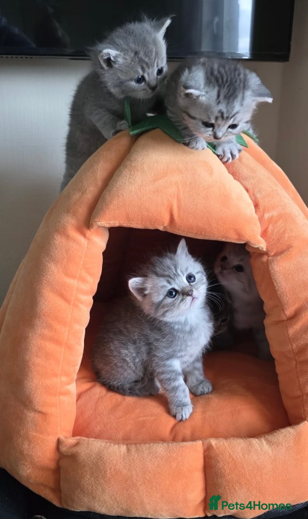 Persian cats for sale: 6 Beautiful Persians.  - Image 4