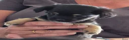 Chiweenie dogs for sale: Chiweenies  in Sandwich - Advert 12