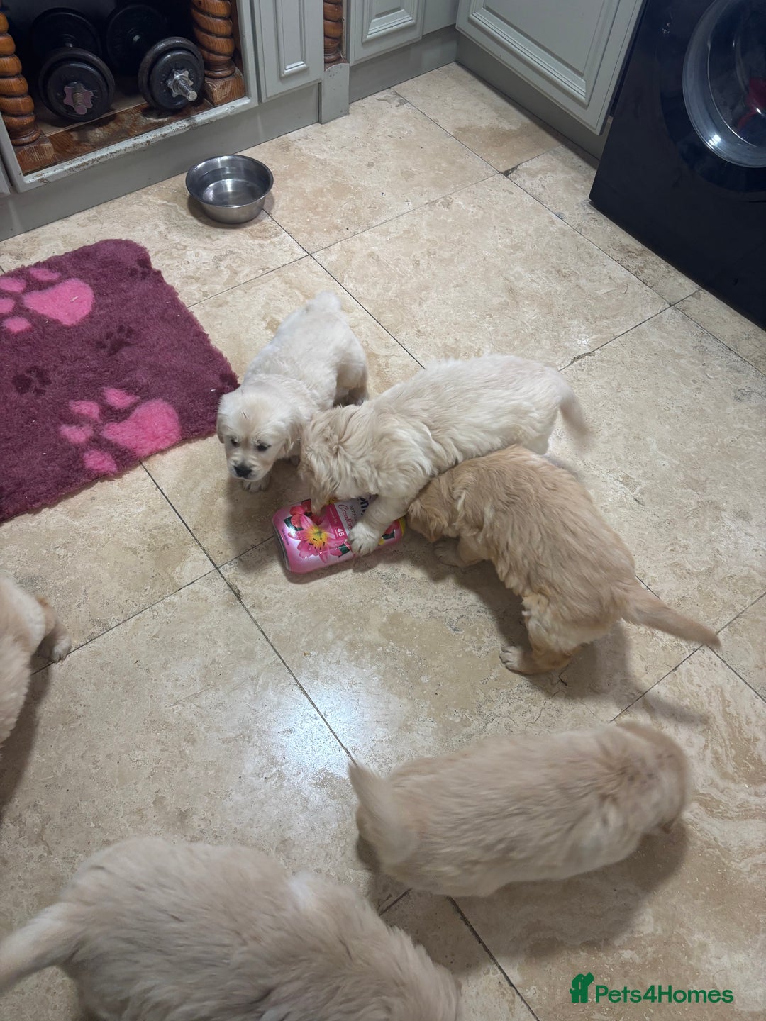 Golden Retriever dogs for sale: Golden retriever puppies  - Advert 14