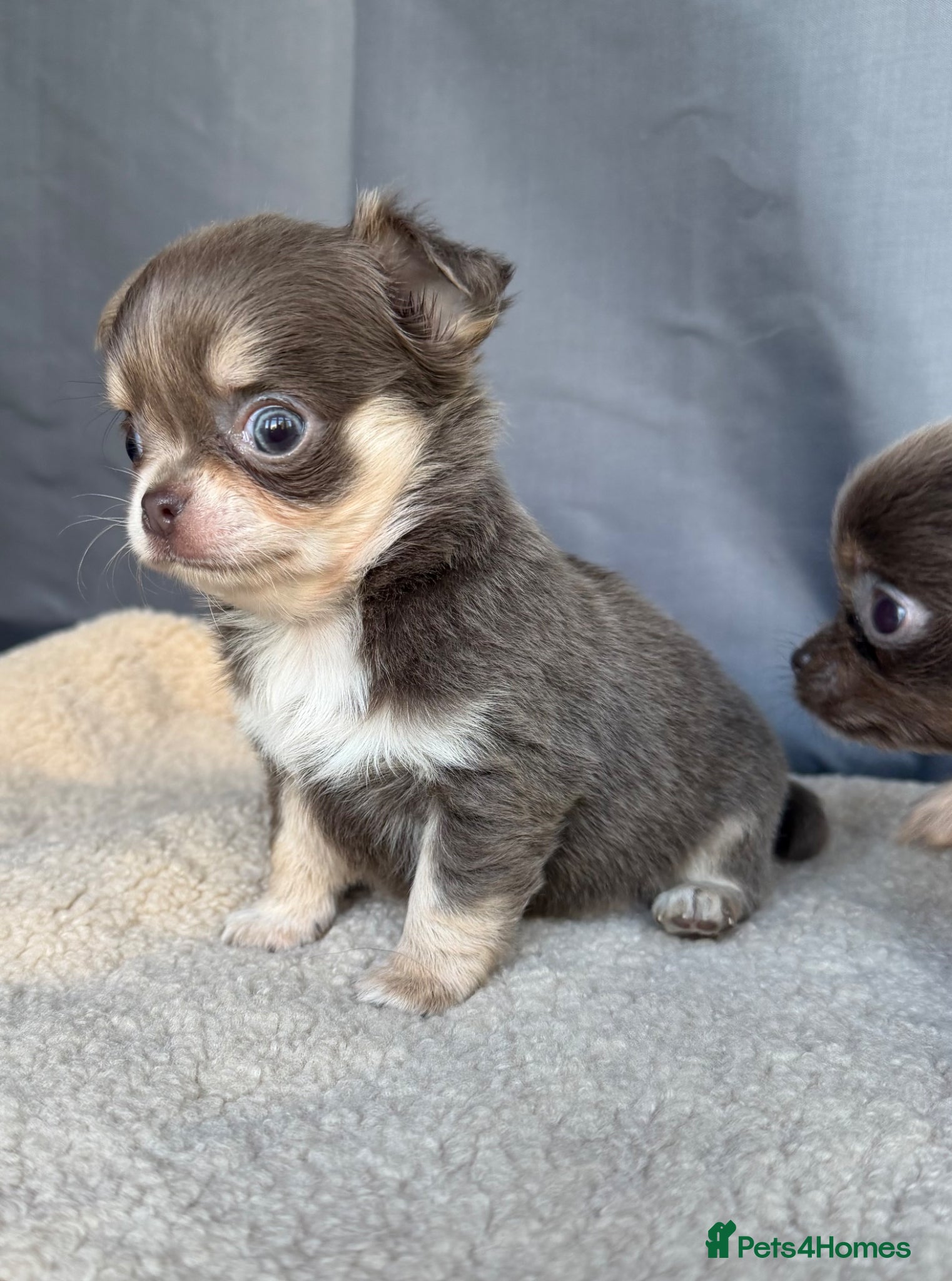 Chihuahua dogs Gorgeous KC reg, lilac long coat girls and boys - Advert 4