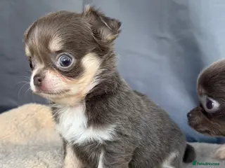 Chihuahua dogs Gorgeous KC reg, lilac long coat girls and boys - Advert 4