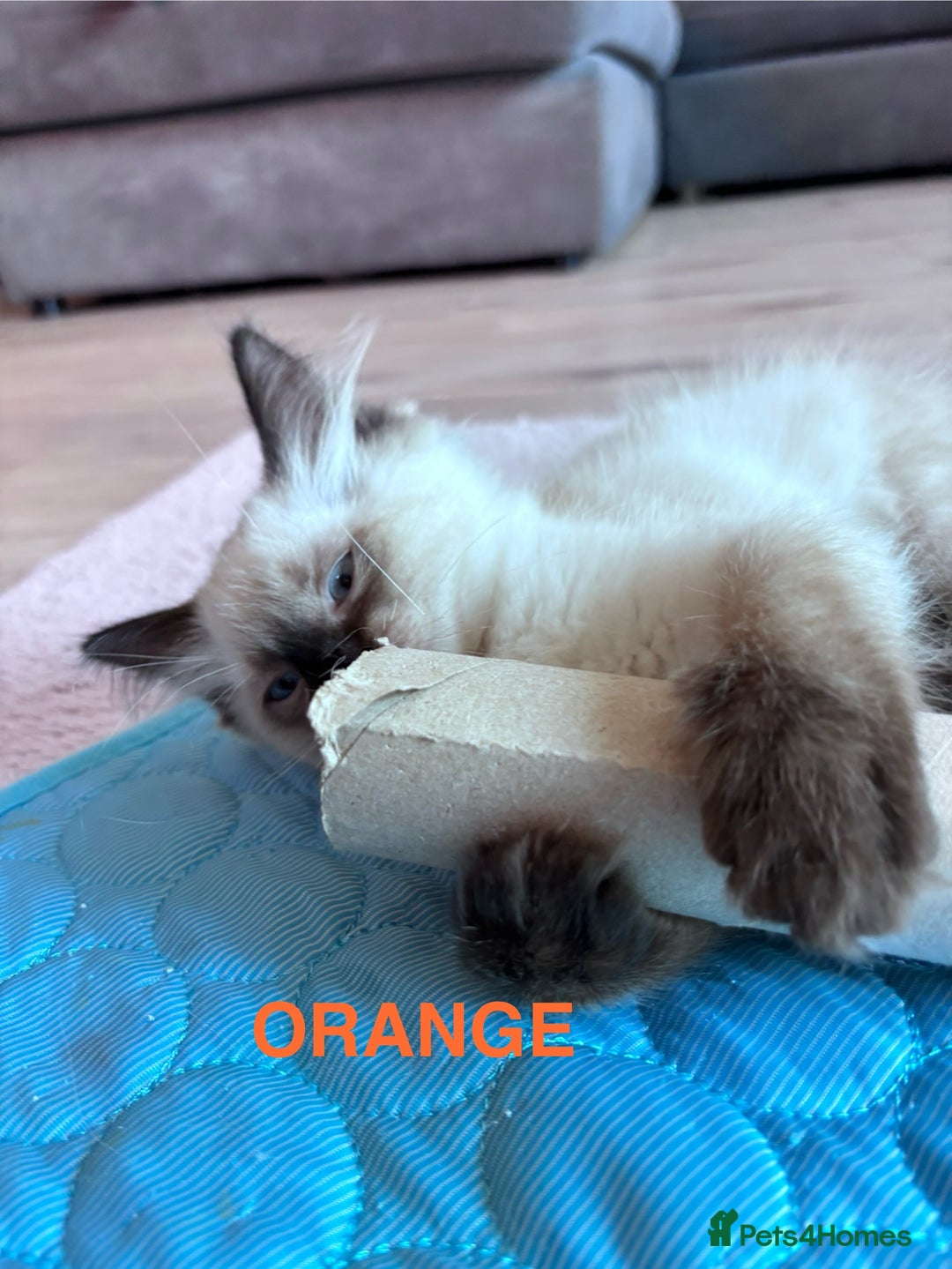Ragdoll cats for sale: 🥰 Beautiful Radoll Kittens 😍 2 kitten left - Image 10