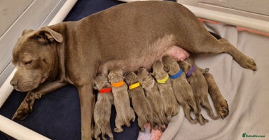 Staffordshire Bull Terrier dogs - Advert 9