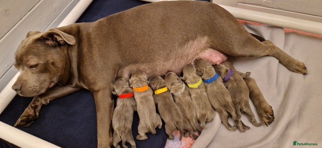 Staffordshire Bull Terrier dogs for sale: Excellent blue Staffordshire bull terrier puppies  - Image 2