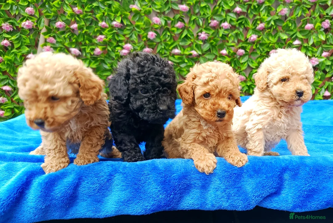 Toy Poodle dogs for sale: HEALTH TESTED TOY POODLES KC REG  - Advert 1