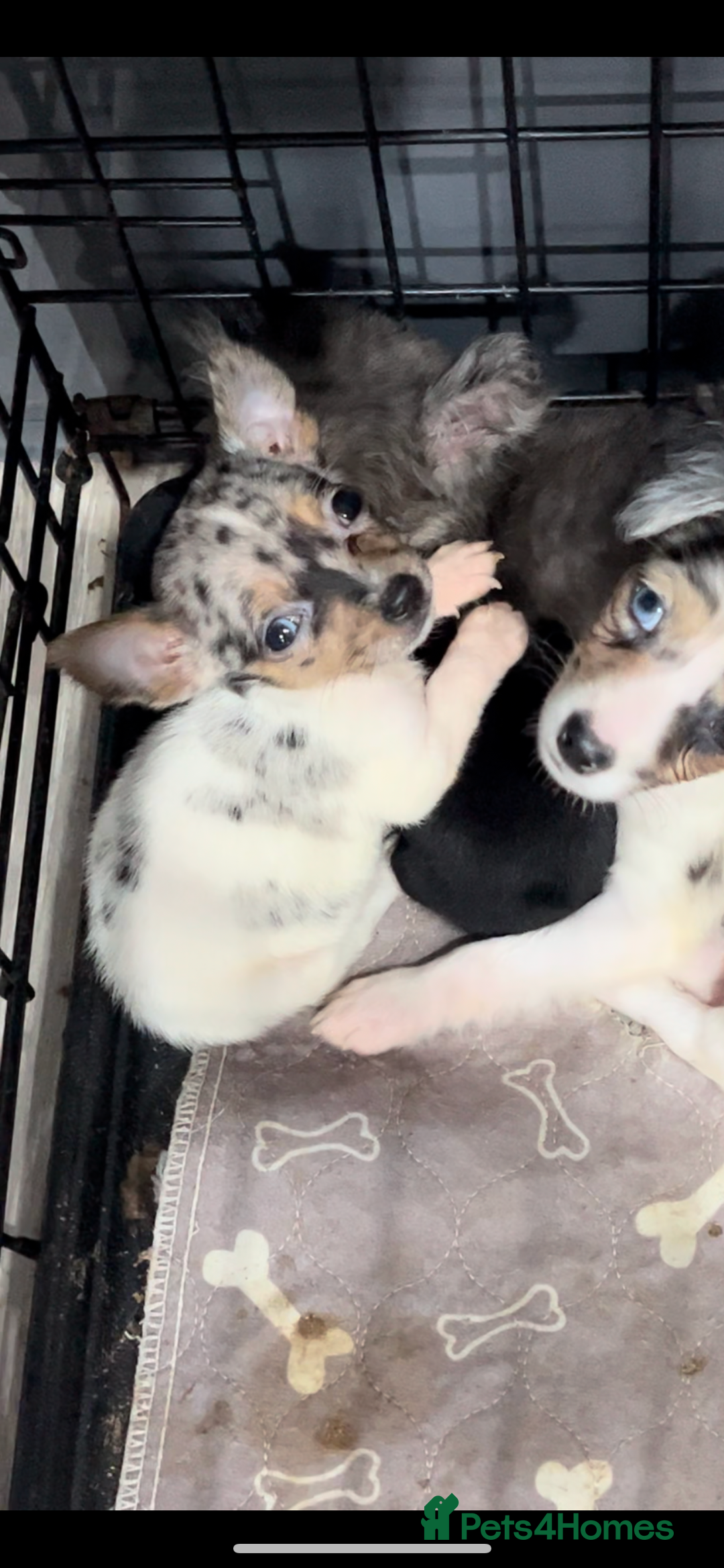 Mixed Breed dogs for sale: Gorgeous litter of Jack x chi pups  - Image 5