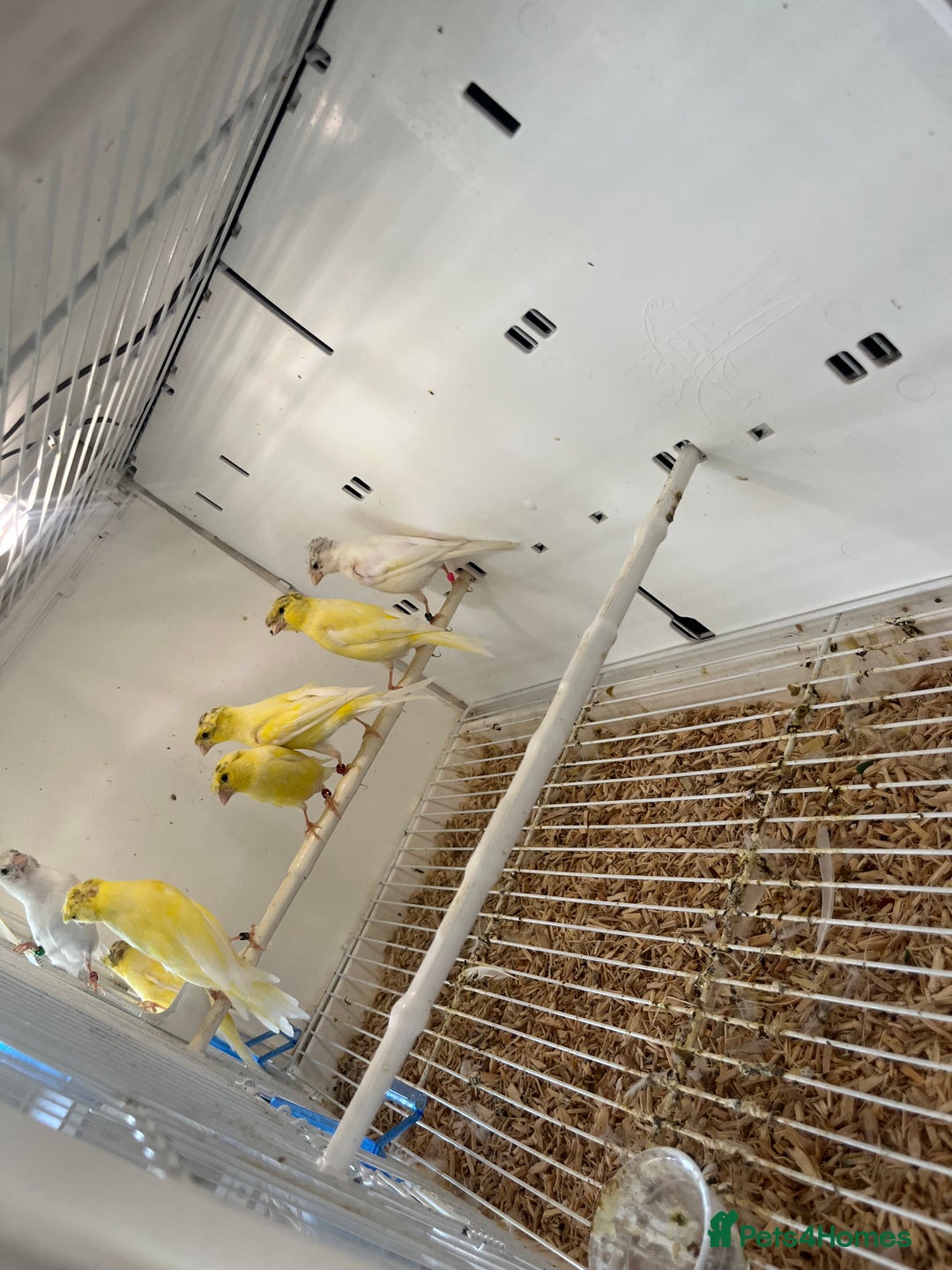 Canaries birds for sale: Rylander canary’s  - Image 2