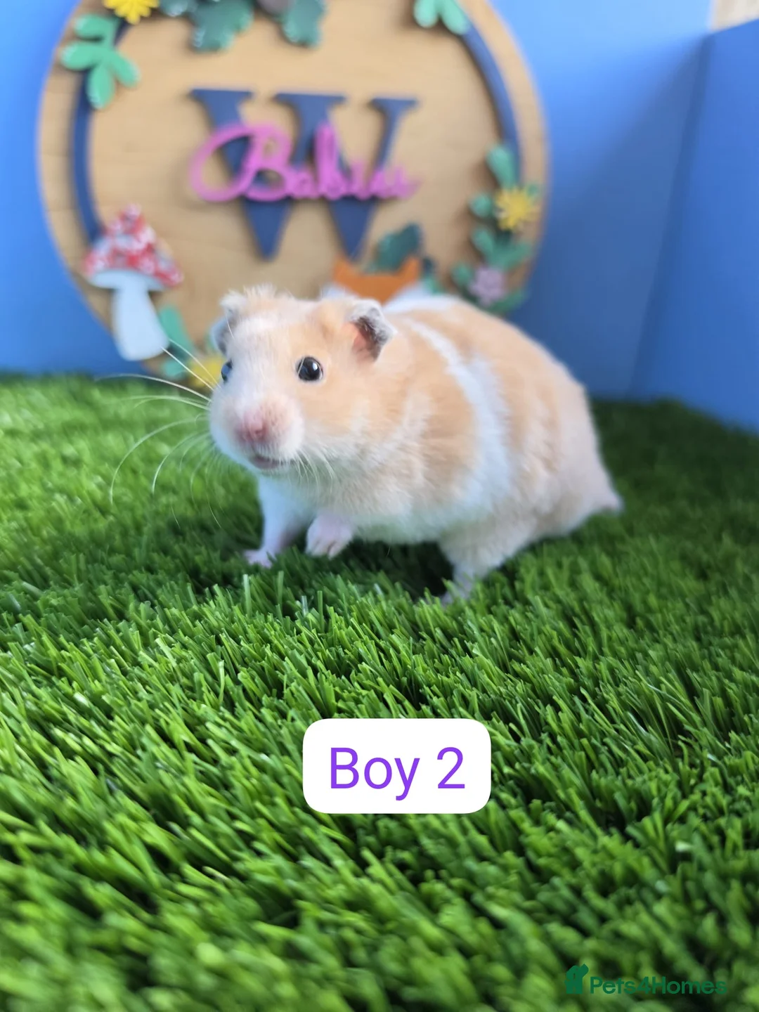 Hamster rodents for sale: Syrian Hamster Baby Male Female Pedigree Boy Girl - Advert 7
