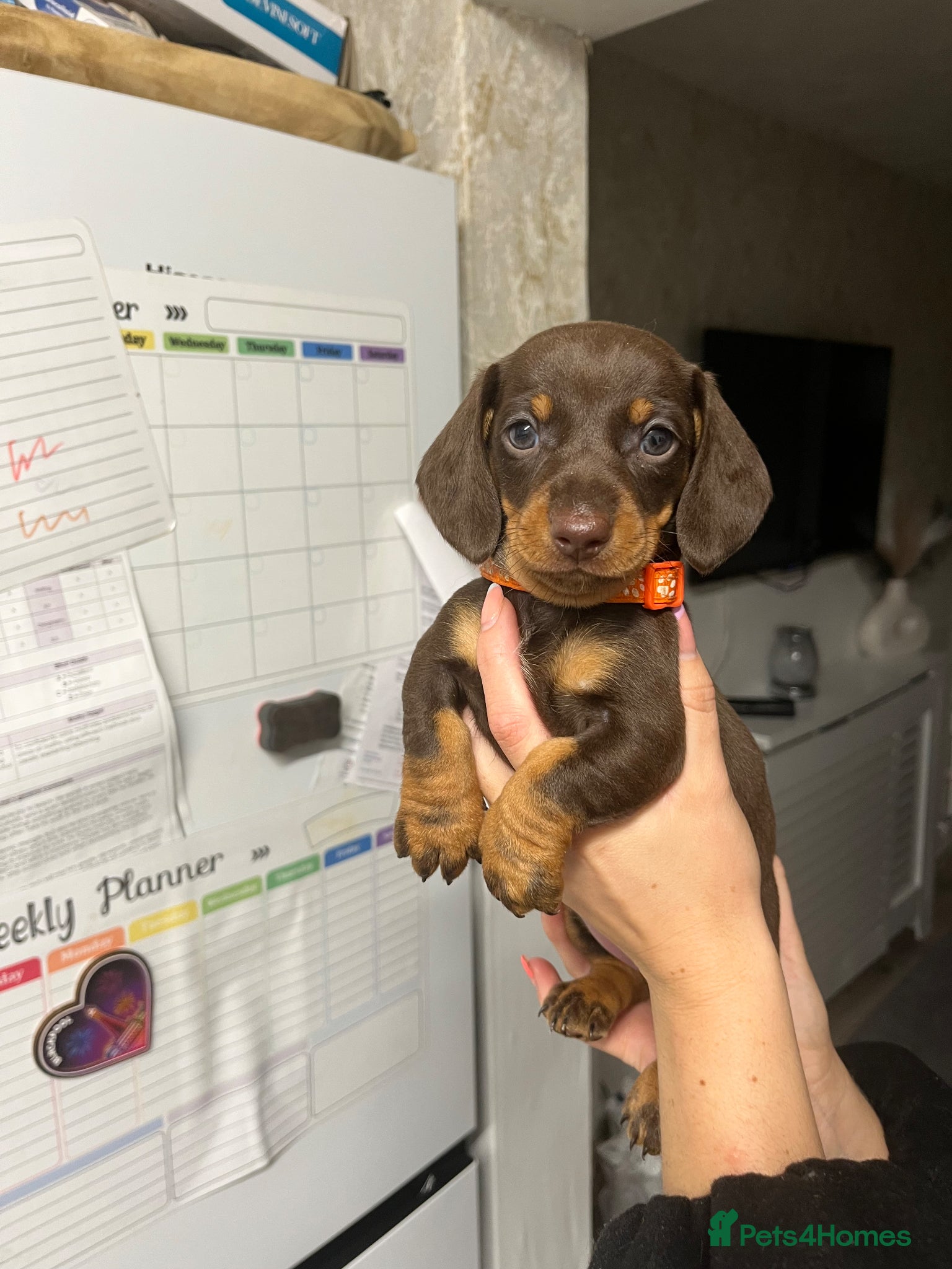 Miniature Dachshund dogs Last one Ready to leave £800 beautiful girl - Advert 5