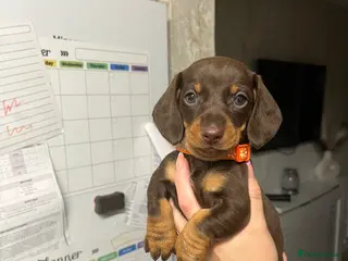 Miniature Dachshund dogs Last one Ready to leave £800 beautiful girl - Advert 5