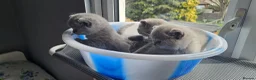 British Shorthair cats for sale: GCCF British Shorthair Kittens - Advert 2