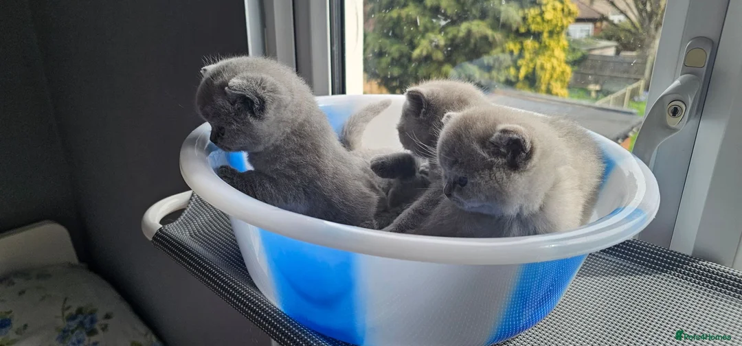 British Shorthair cats for sale: GCCF British Shorthair Kittens - Advert 2