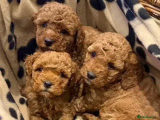Cockapoo dogs ✨ Stunning F1b Cockerpoo Puppies Available ✨ - Advert 3