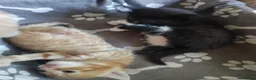 Mixed Breed cats for sale: Adorable kittens are looking for lovely home  - Advert 17