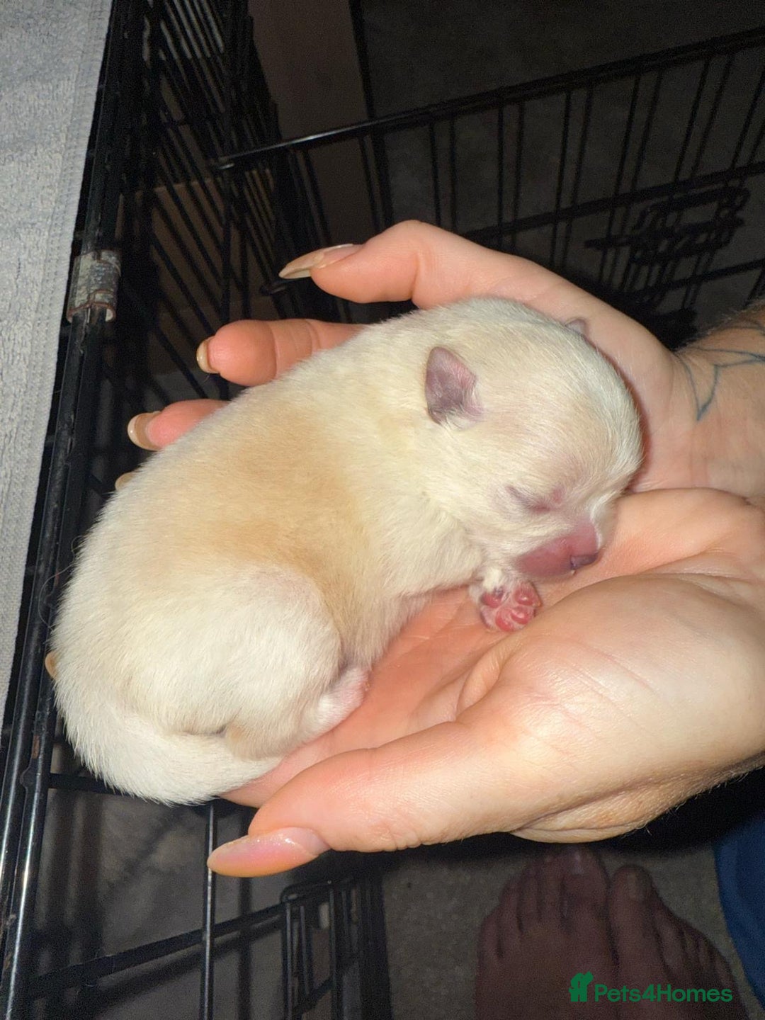 Pomeranian dogs for sale: 4 tiny teddy faced Pomeranian baby’s.  - Image 6