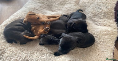 Mixed Breed dogs Plummer x Lakeland puppies  - Advert 9