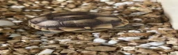 Tortoise reptiles for sale: Baby Spur Thighed Tortoises in Haverfordwest - Advert 3