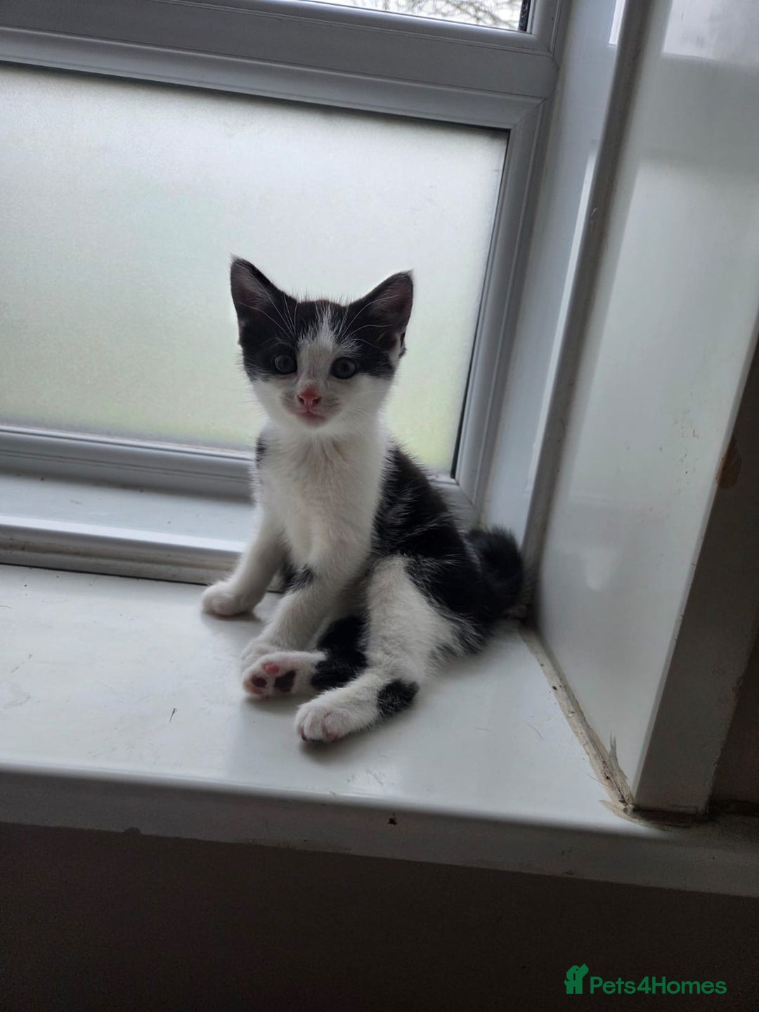Mixed Breed cats for sale: Black & White Kitten (Read Description) - Advert 2