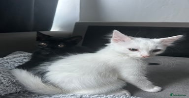 Ragdoll cats - Advert 11