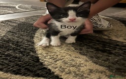 Mixed Breed cats for sale: Beautiful kittens - Image 2