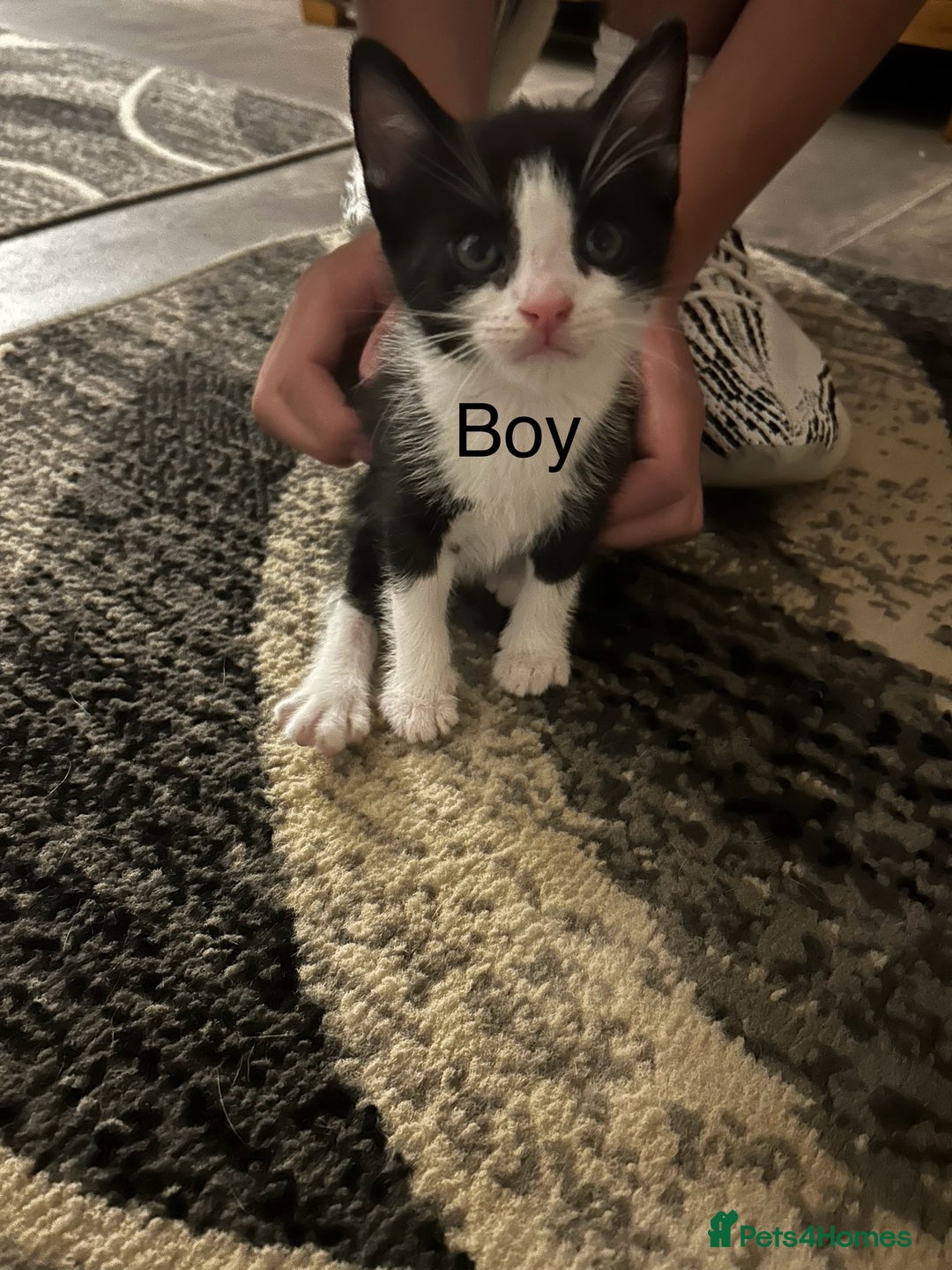 Mixed Breed cats for sale: Beautiful kittens - Image 2