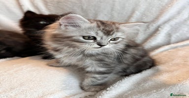 Persian cats - Advert 10